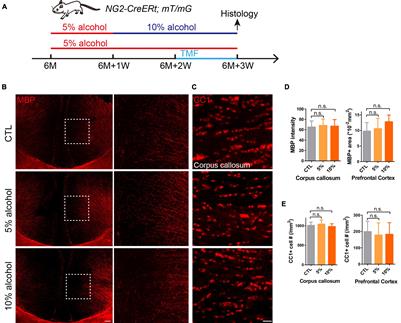 Chronic Exposure to Alcohol Inhibits New Myelin Generation in Adult Mouse Brain